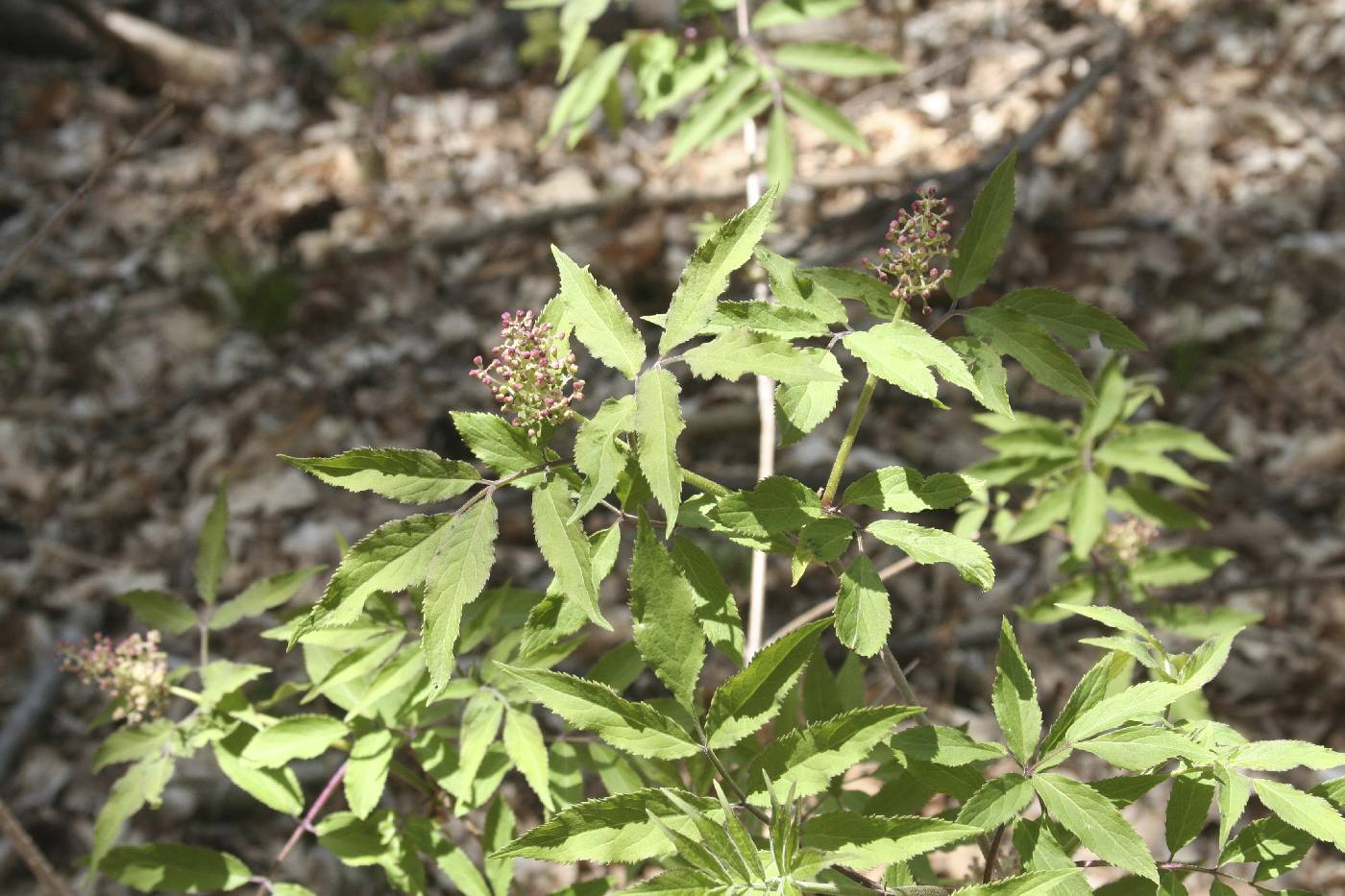 Sambucus racemosa image