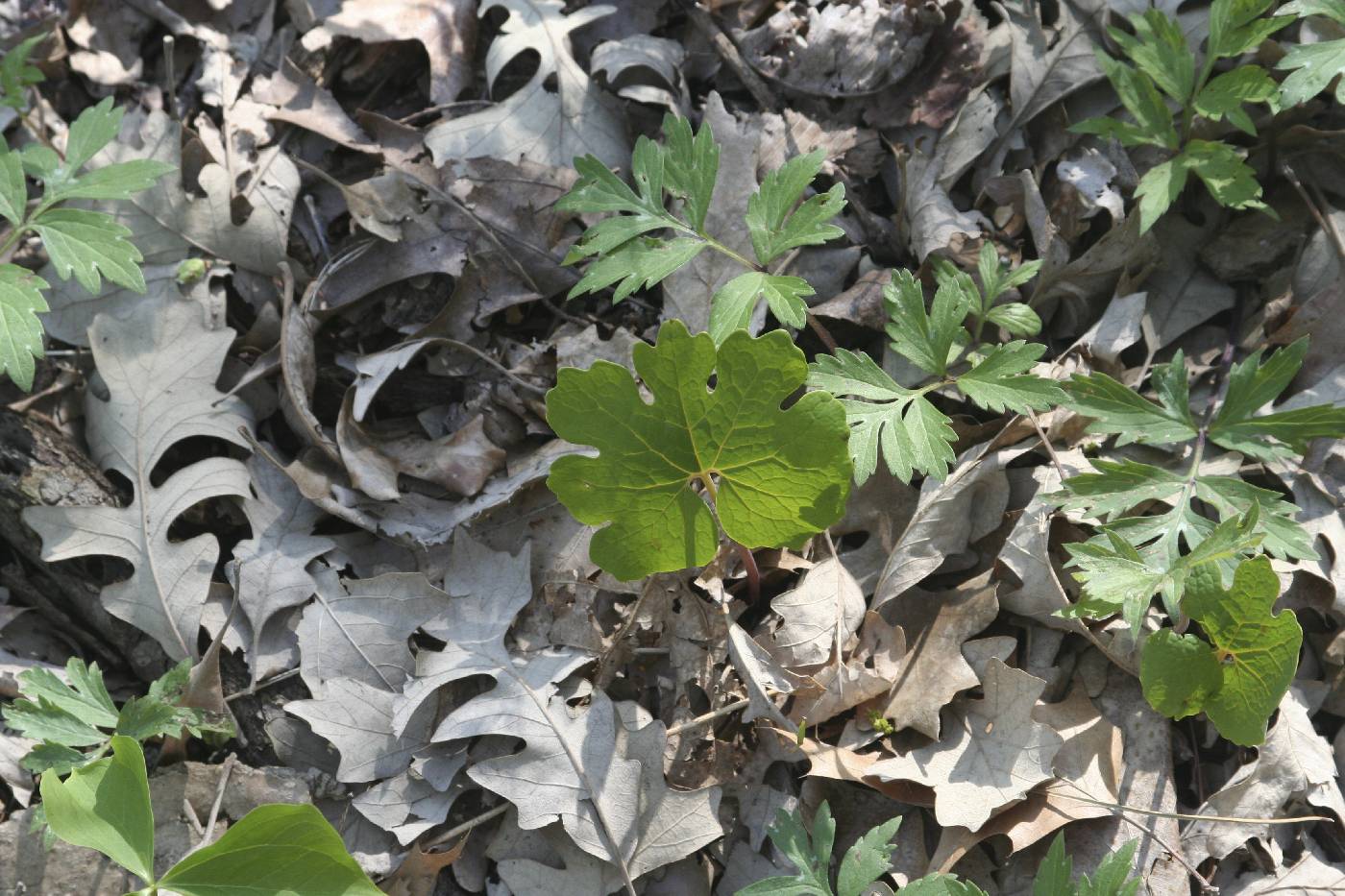 Sanguinaria canadensis image