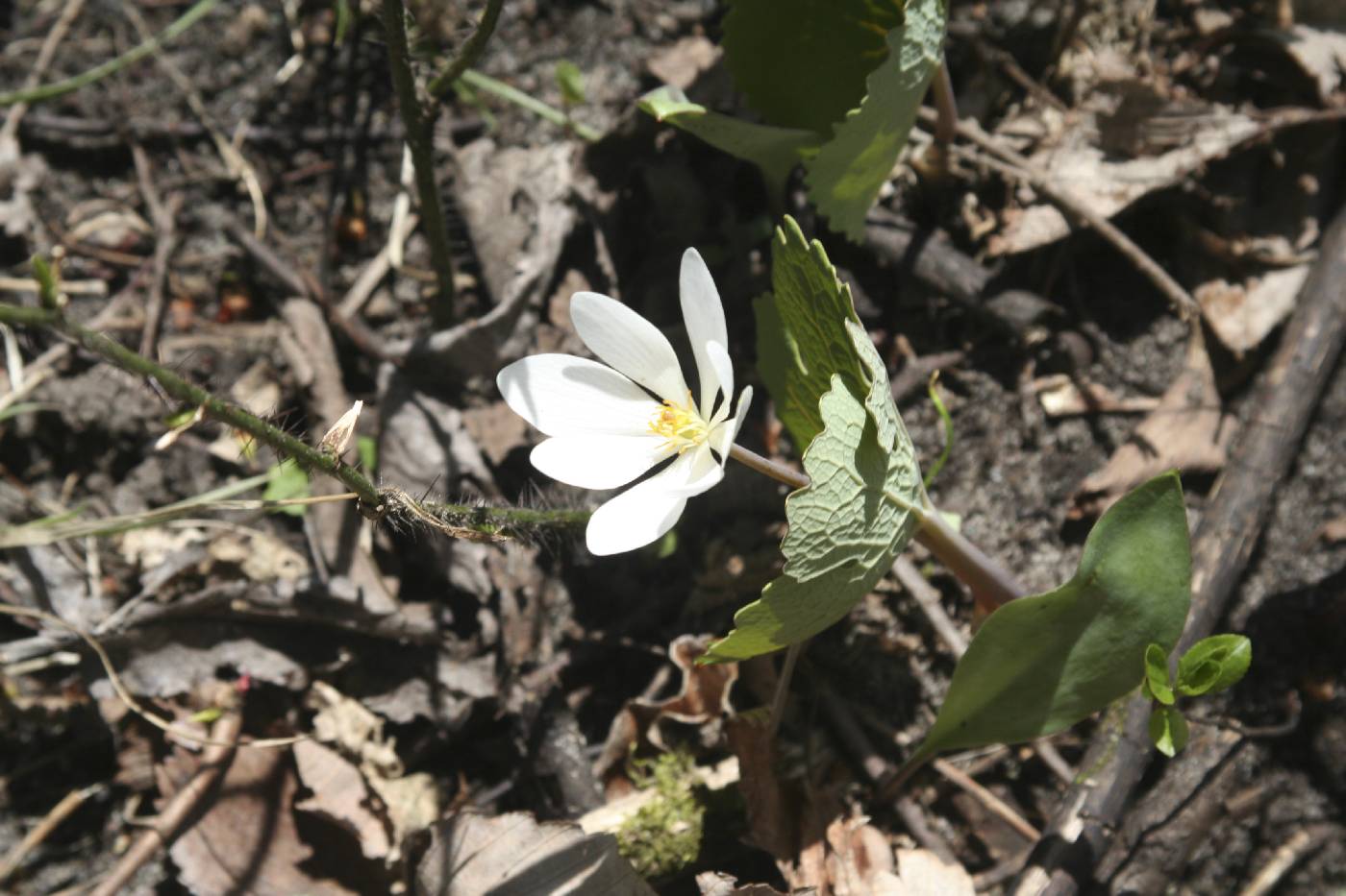 Sanguinaria canadensis image