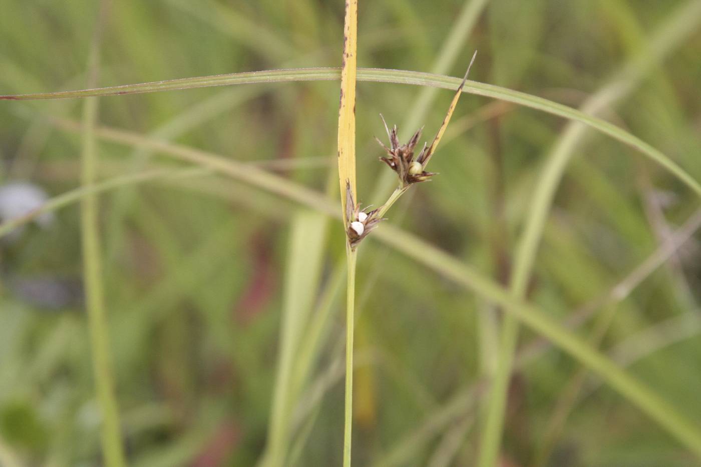 Scleria triglomerata image