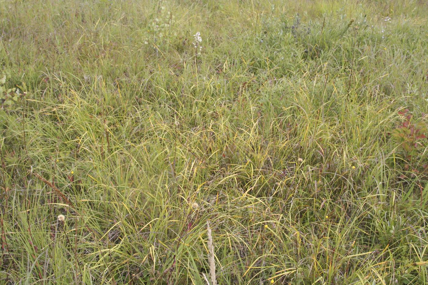 Scleria triglomerata image