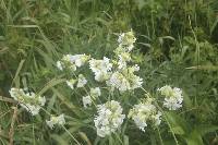 Silene stellata image