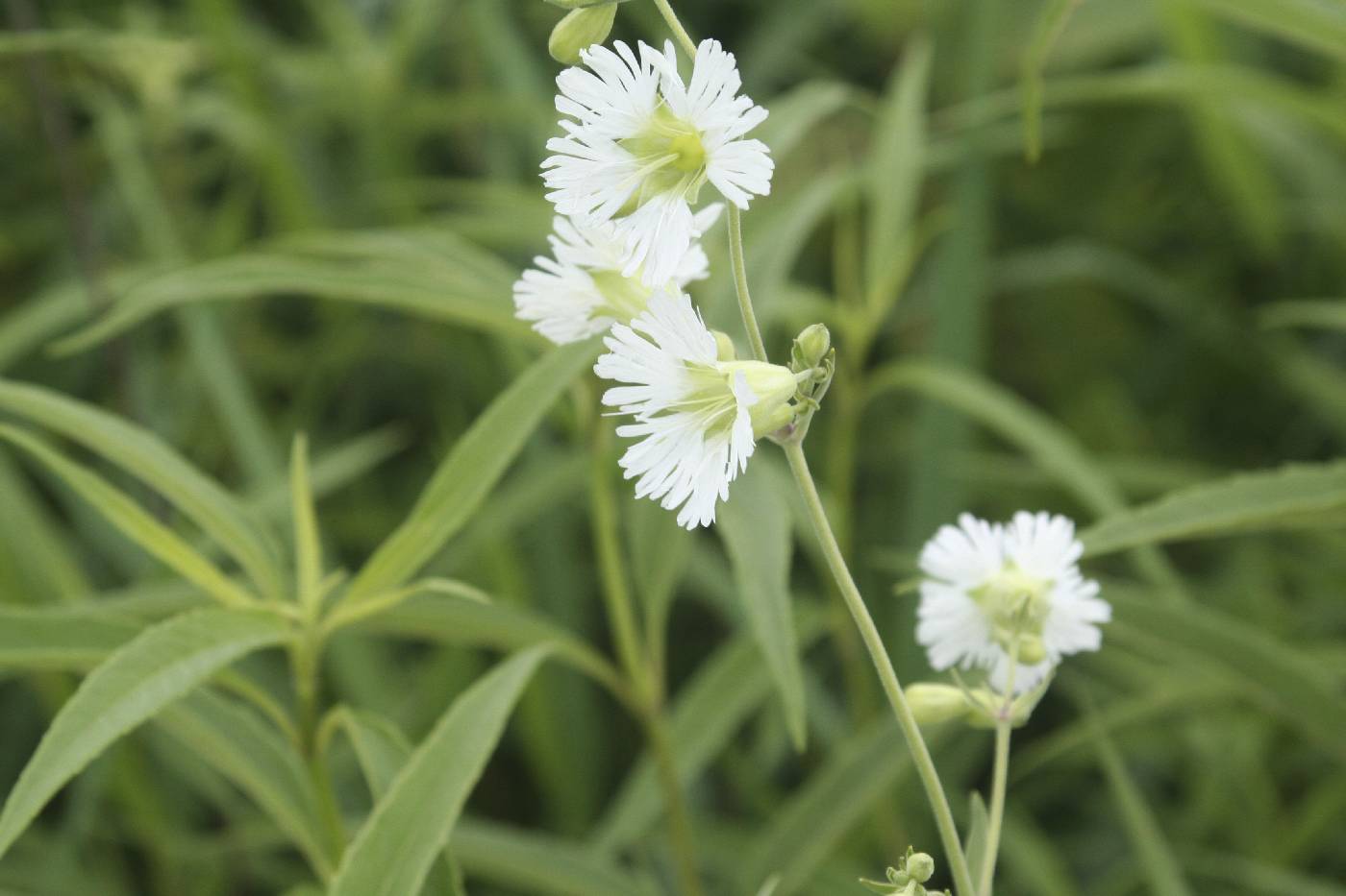 Silene stellata image