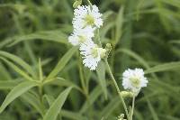 Silene stellata image