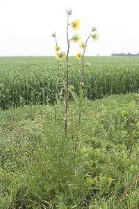 Silphium laciniatum image