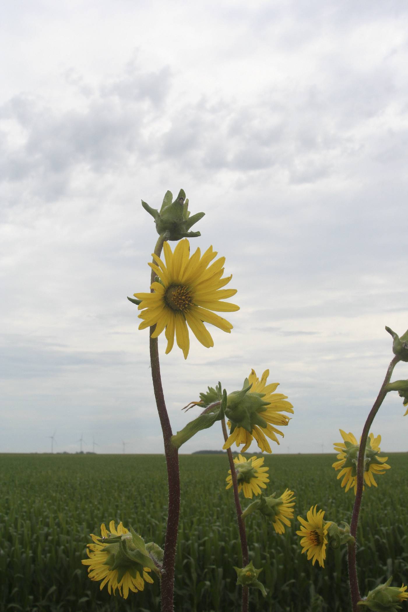 Silphium laciniatum image