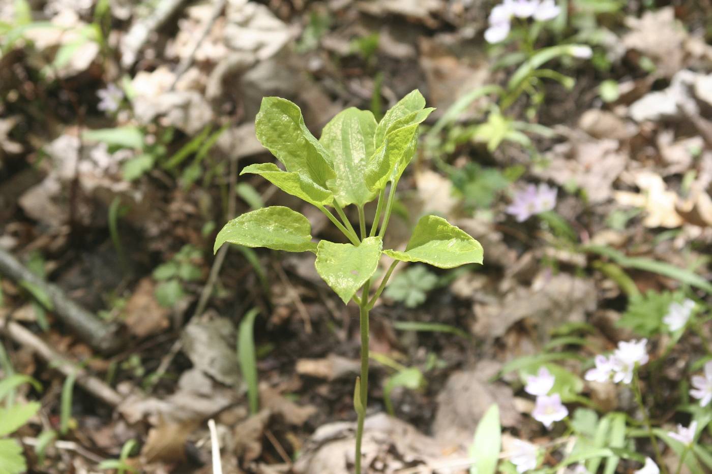 Smilax ecirrhata image