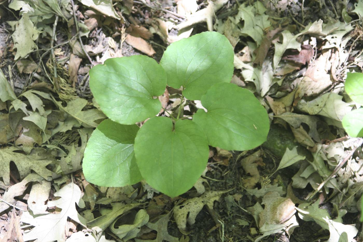 Smilax ecirrhata image