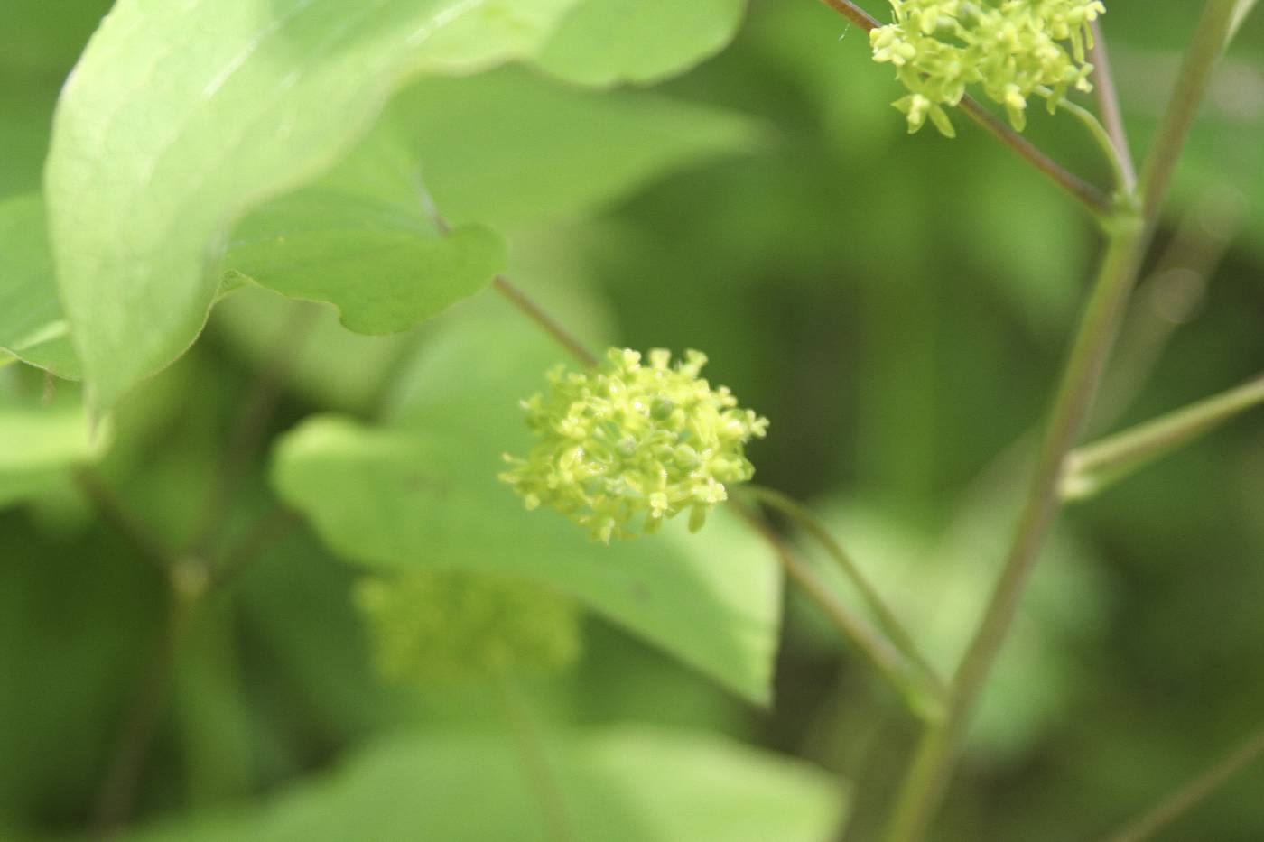 Smilax lasioneura image