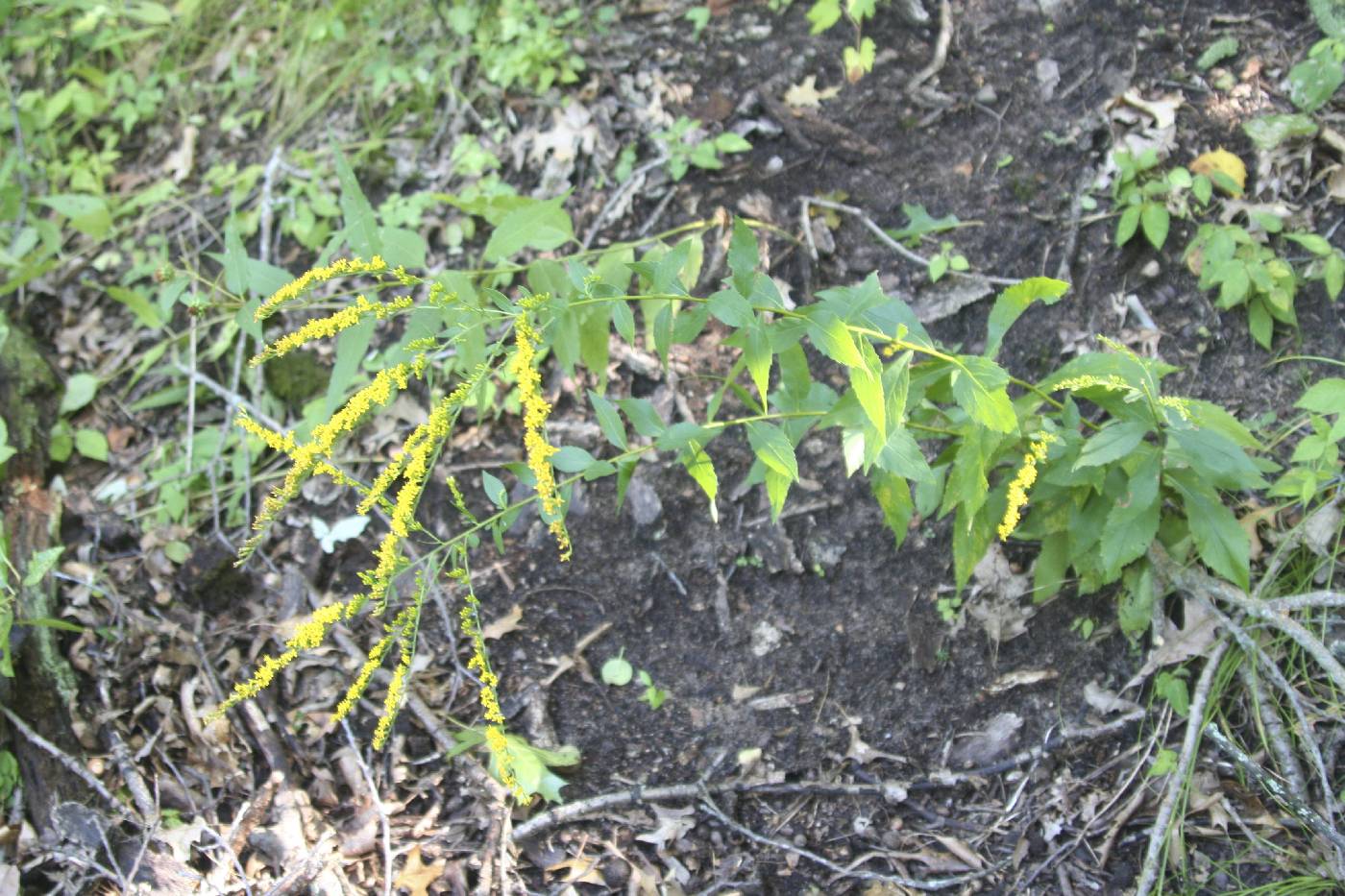 Solidago ulmifolia image