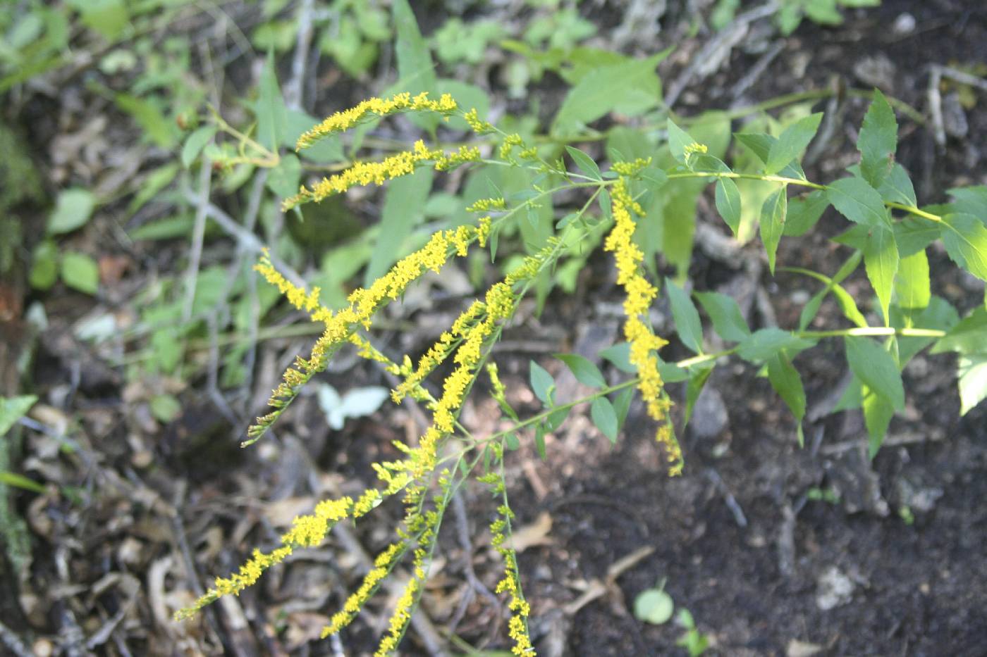 Solidago ulmifolia image