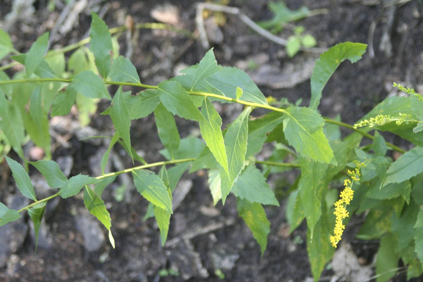 Solidago ulmifolia image