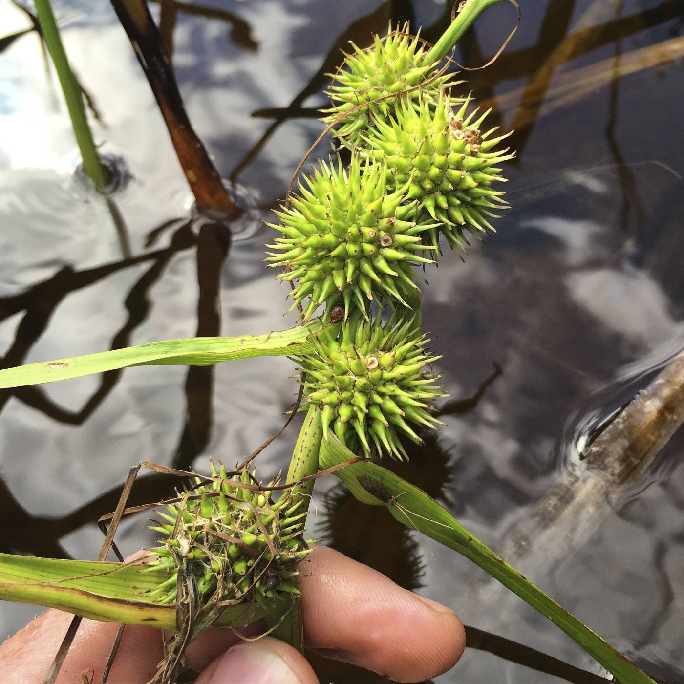 Sparganium emersum image