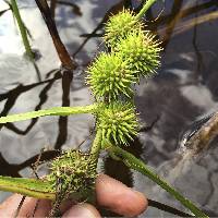 Sparganium emersum image