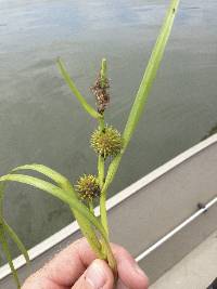 Sparganium emersum image