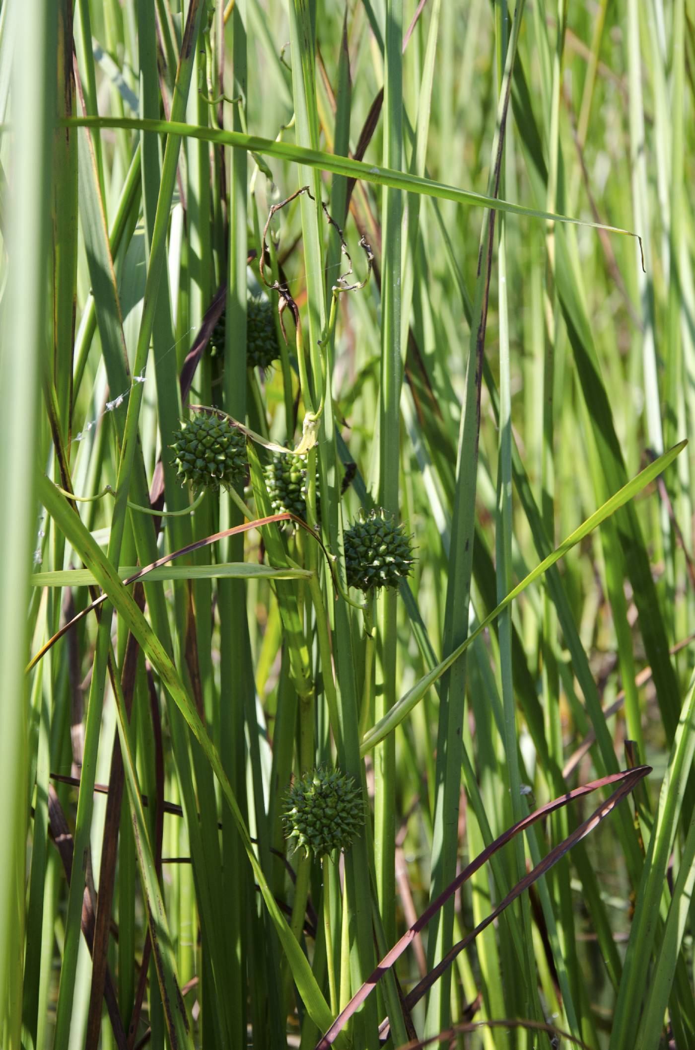Sparganium eurycarpum image