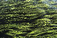Sparganium fluctuans image
