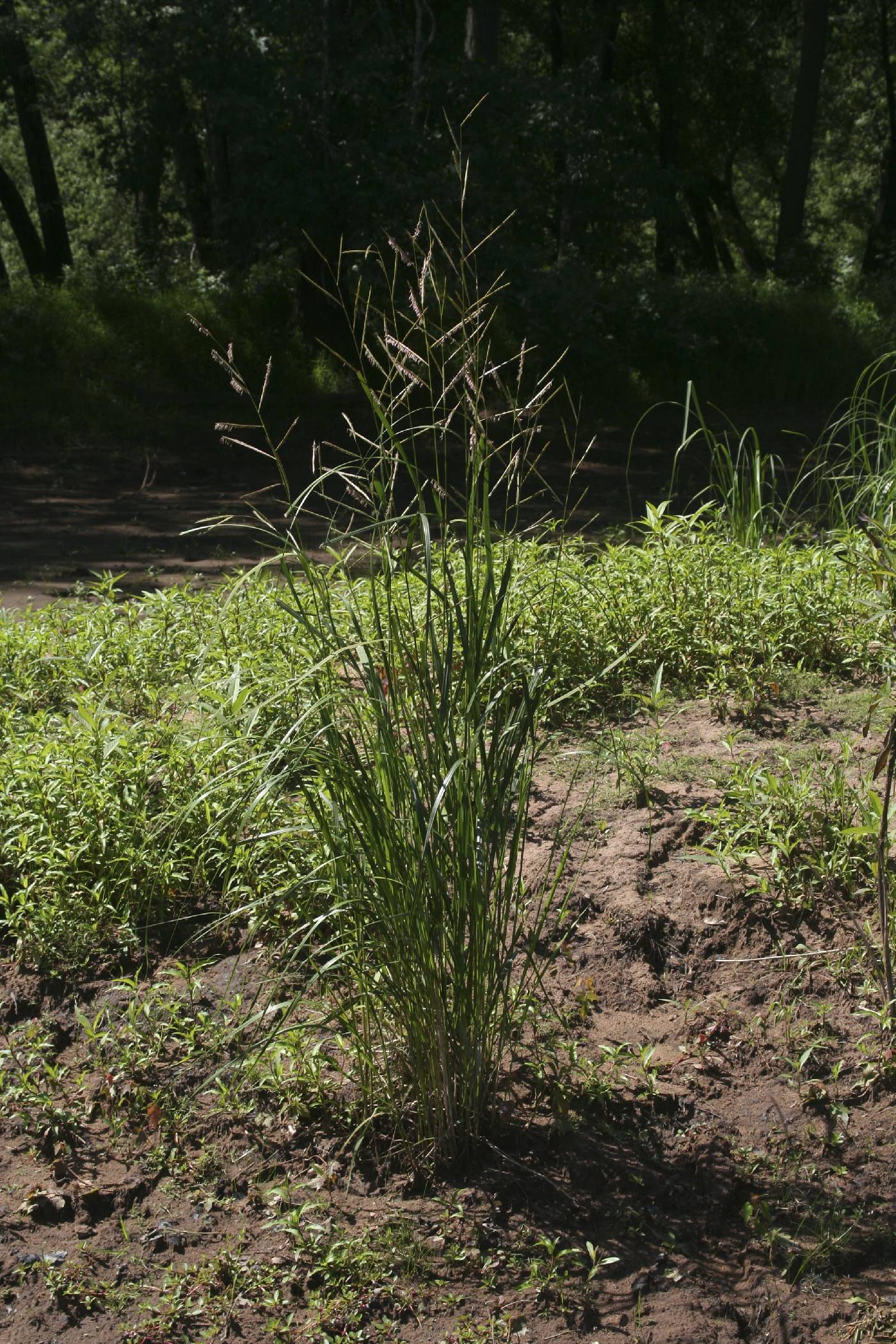 Spartina pectinata image