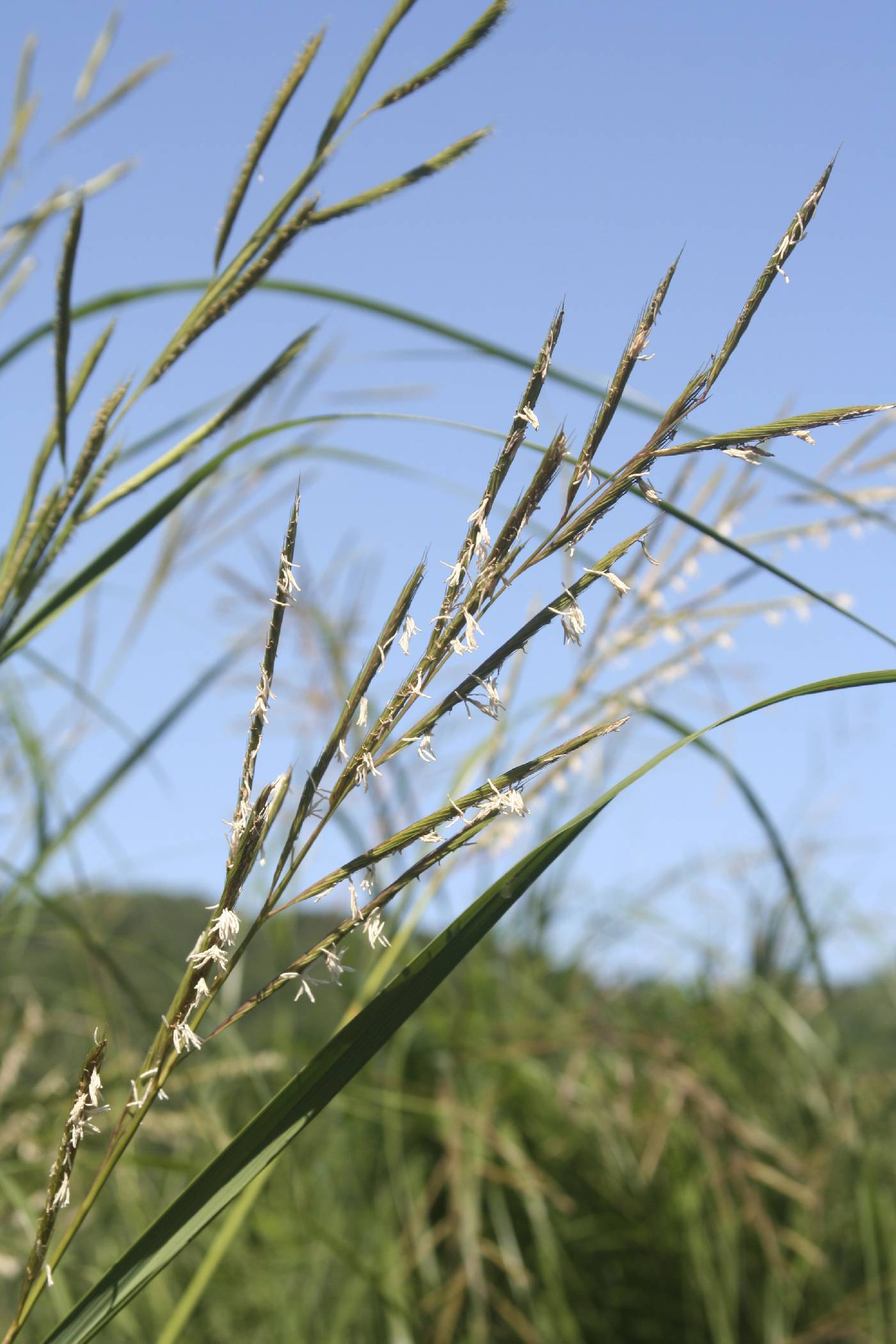Spartina pectinata image