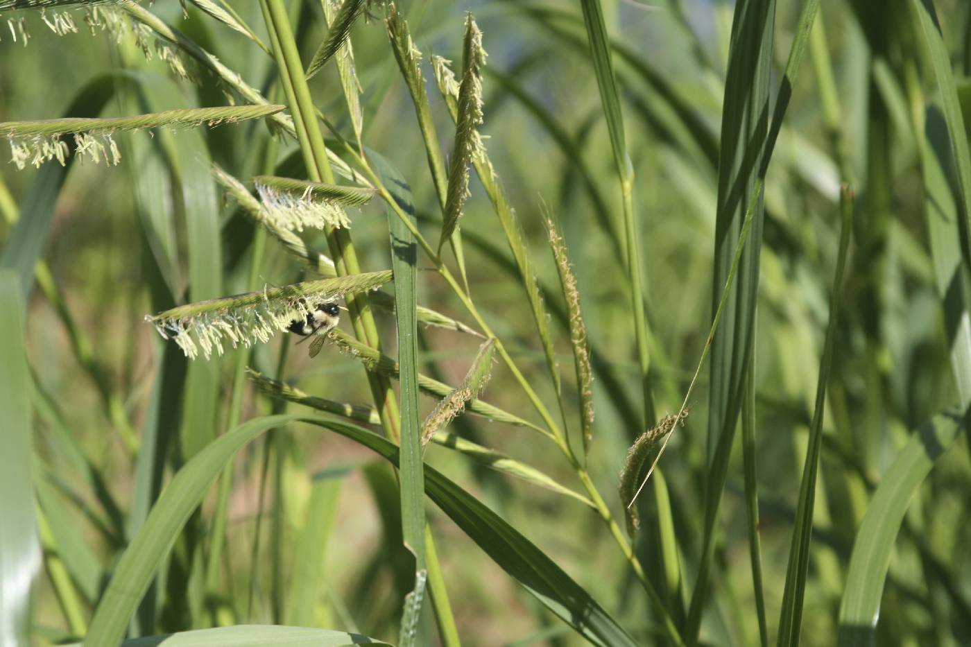 Spartina pectinata image