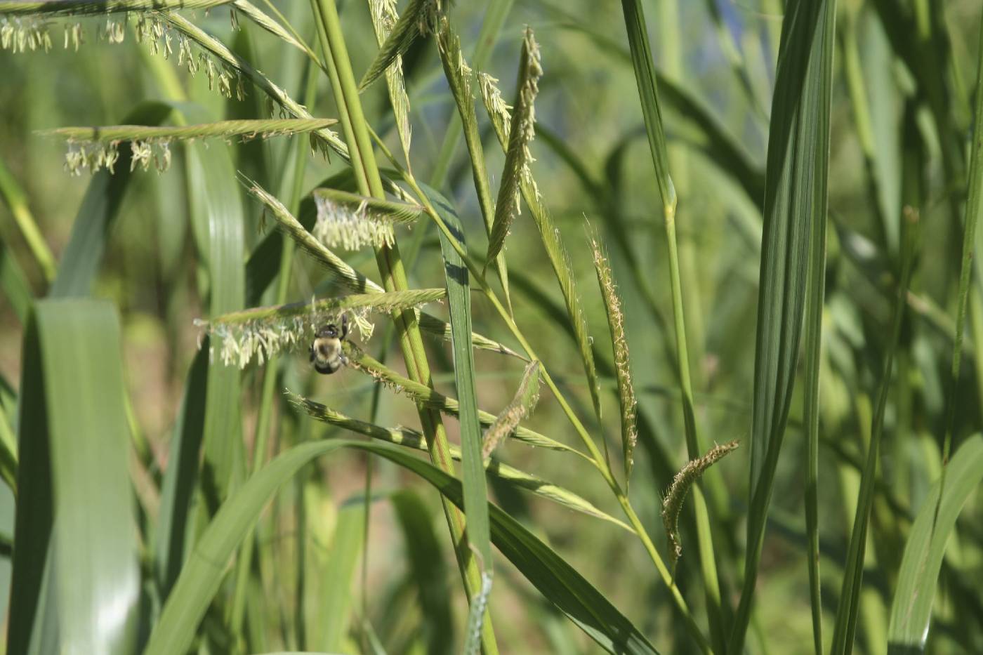 Spartina pectinata image