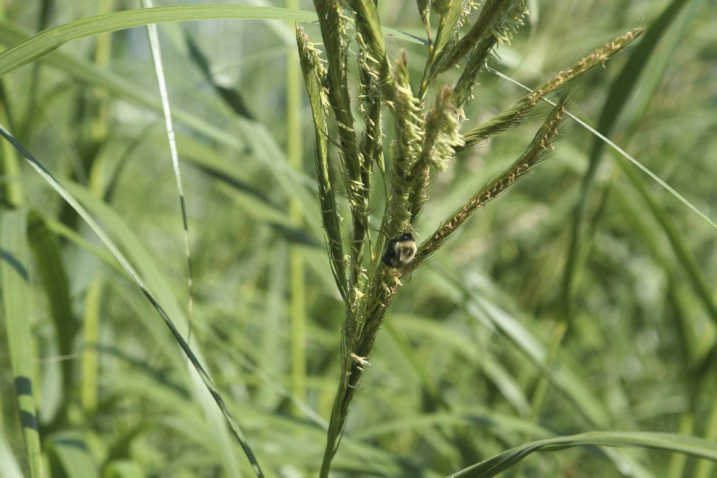 Spartina pectinata image