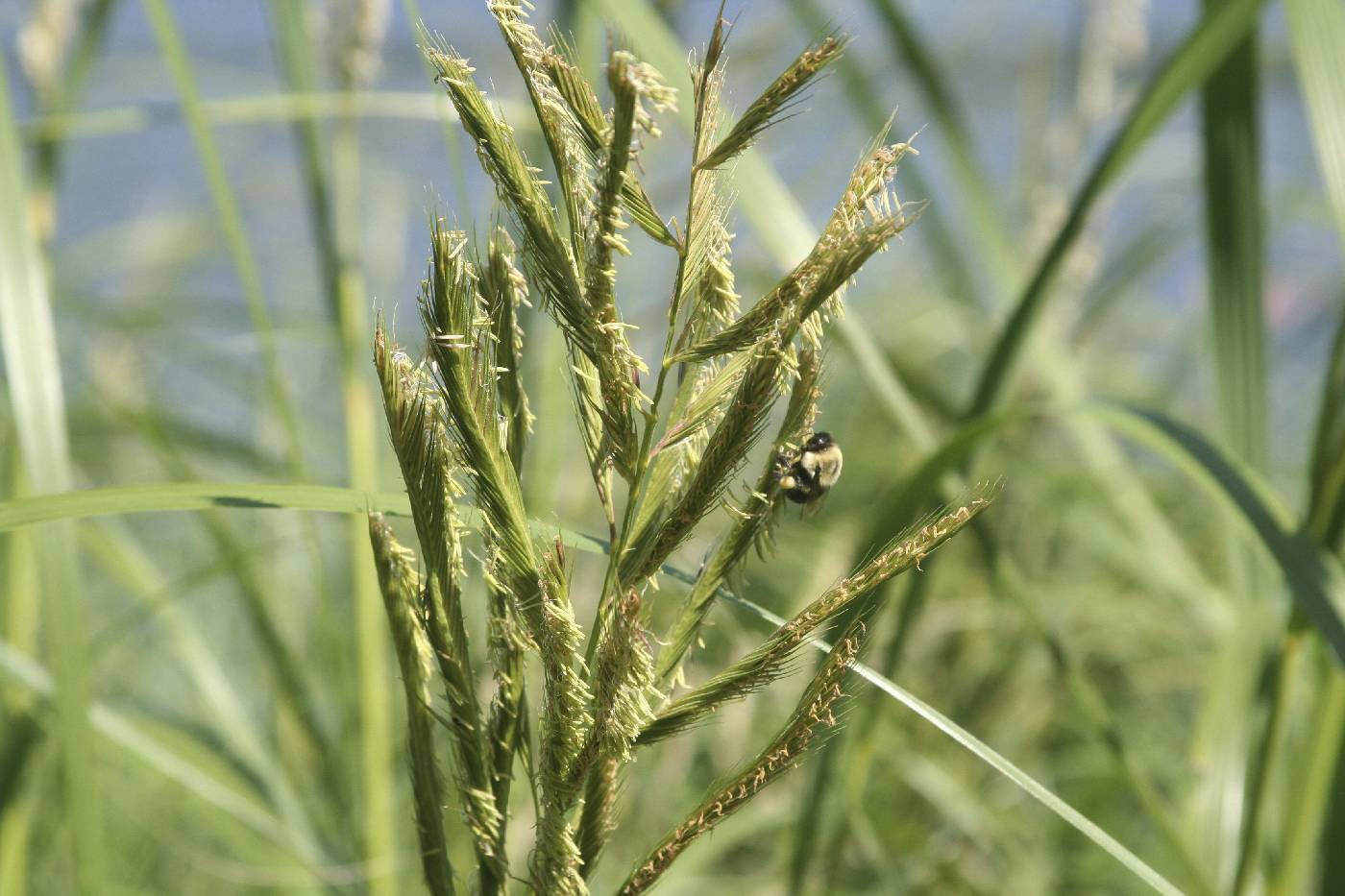 Spartina pectinata image