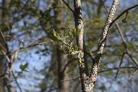 Staphylea trifolia image