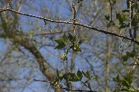 Staphylea trifolia image