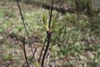 Staphylea trifolia image