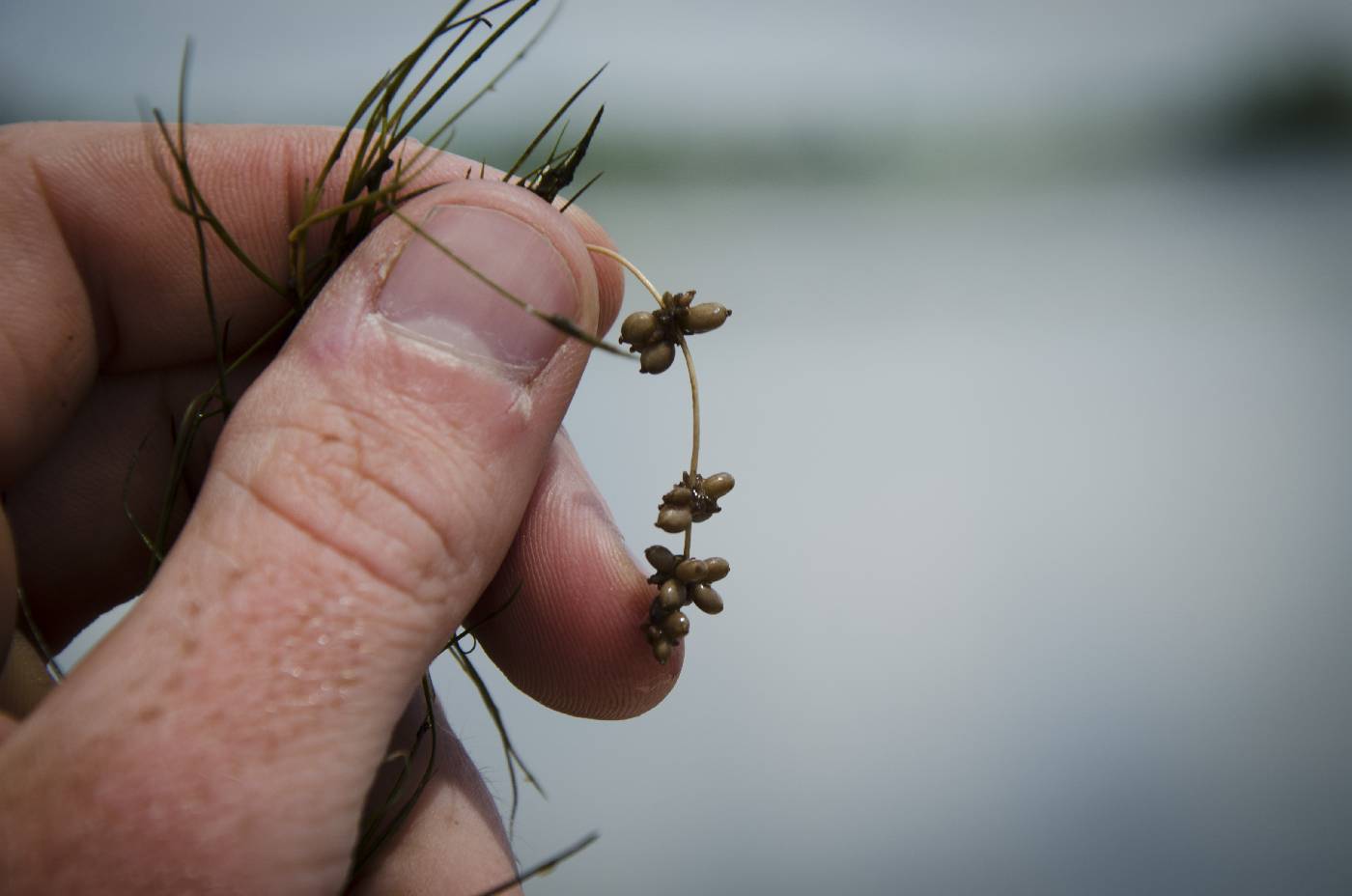 Stuckenia pectinata image