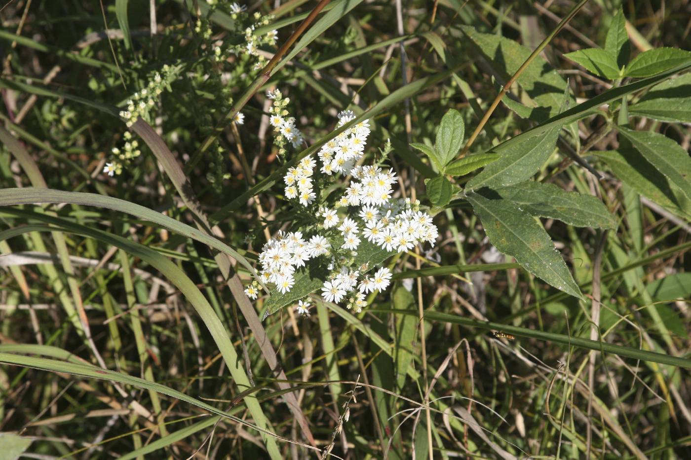 Symphyotrichum ericoides image