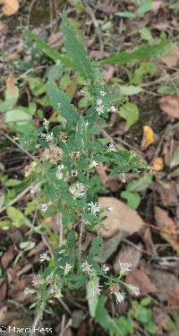 Symphyotrichum ontarionis image