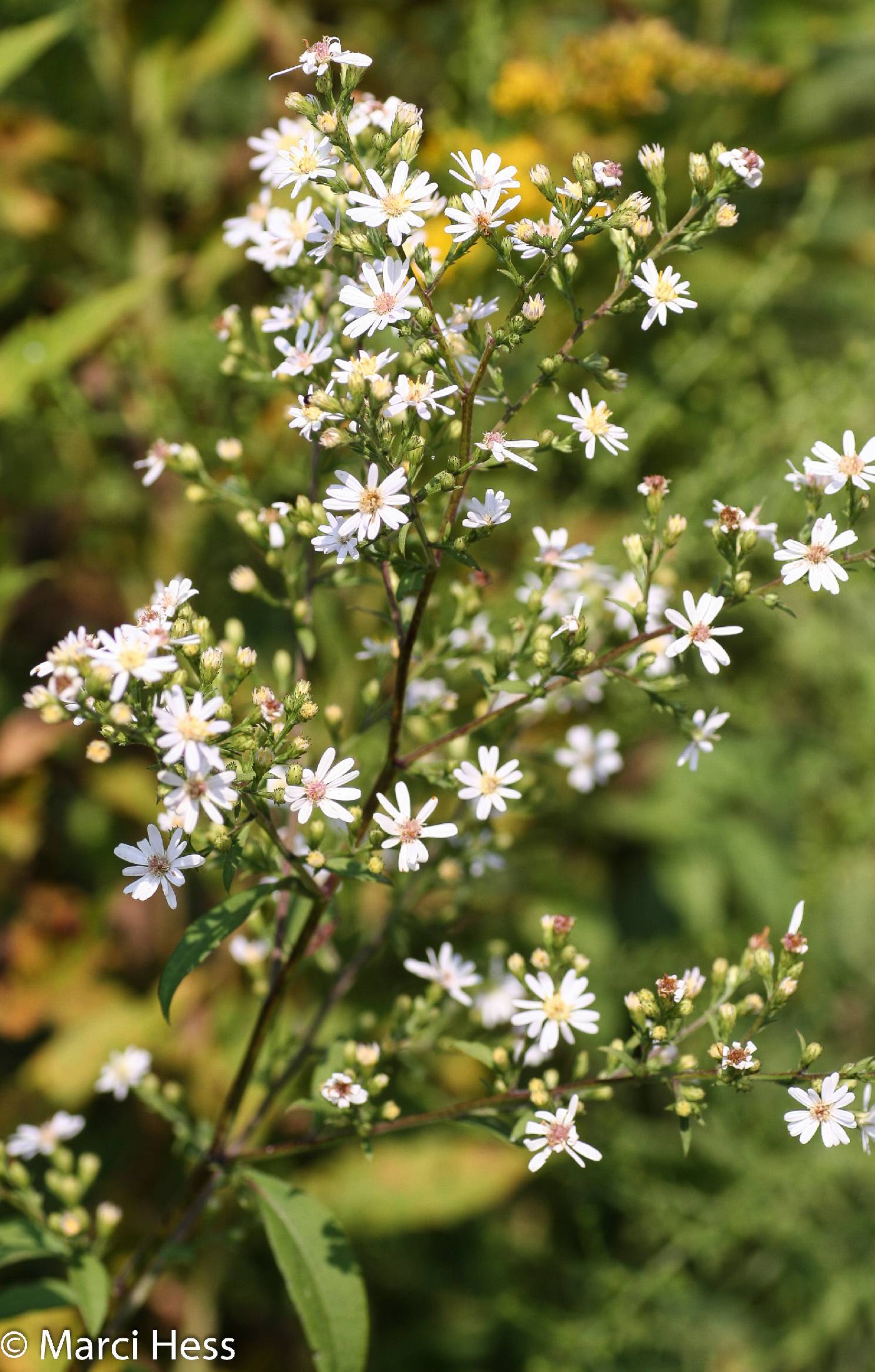 Symphyotrichum cordifolium image