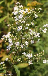 Symphyotrichum cordifolium image