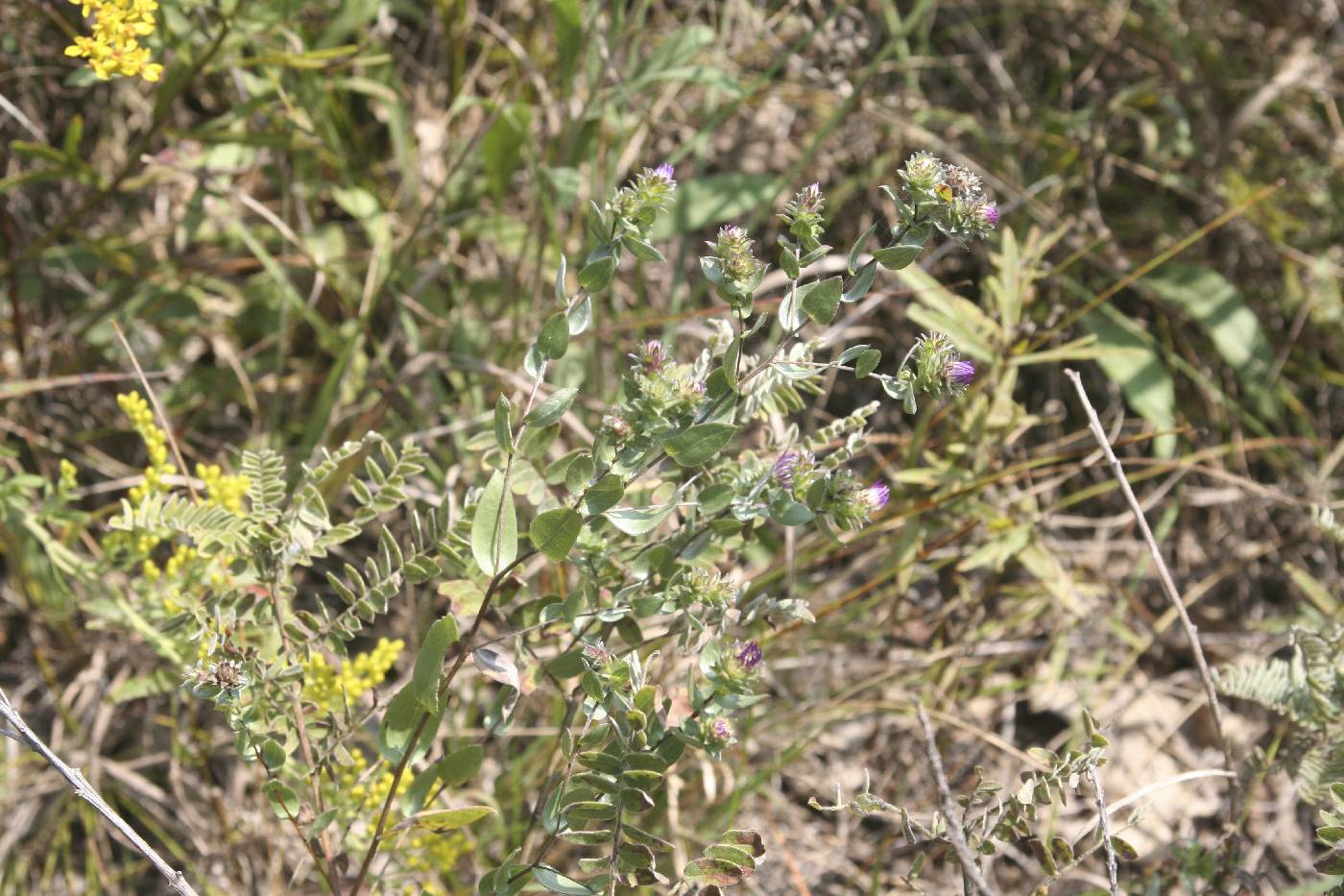Symphyotrichum sericeum image