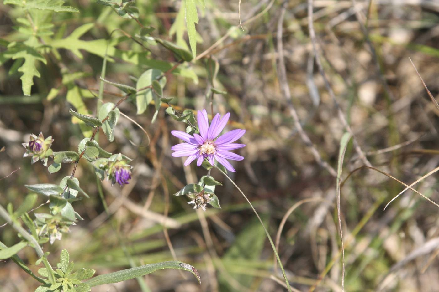 Symphyotrichum sericeum image