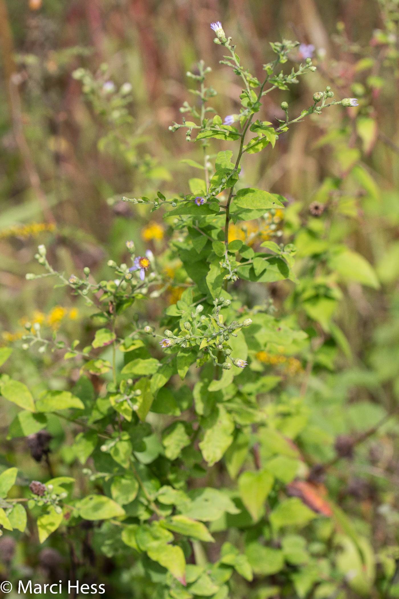Symphyotrichum shortii image