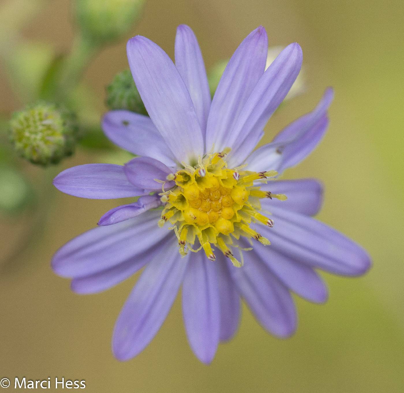 Symphyotrichum shortii image