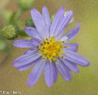 Symphyotrichum shortii image