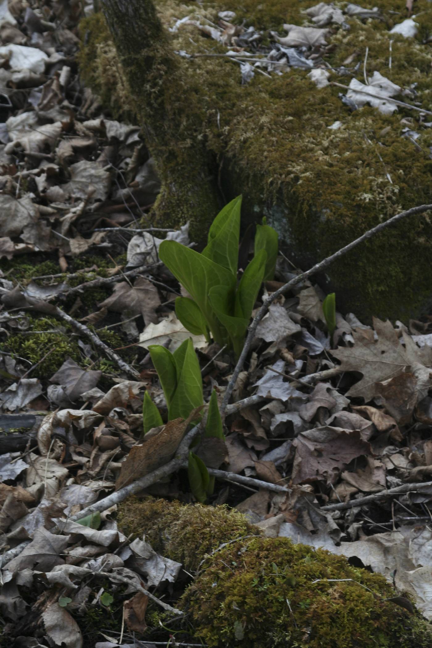 Symplocarpus foetidus image
