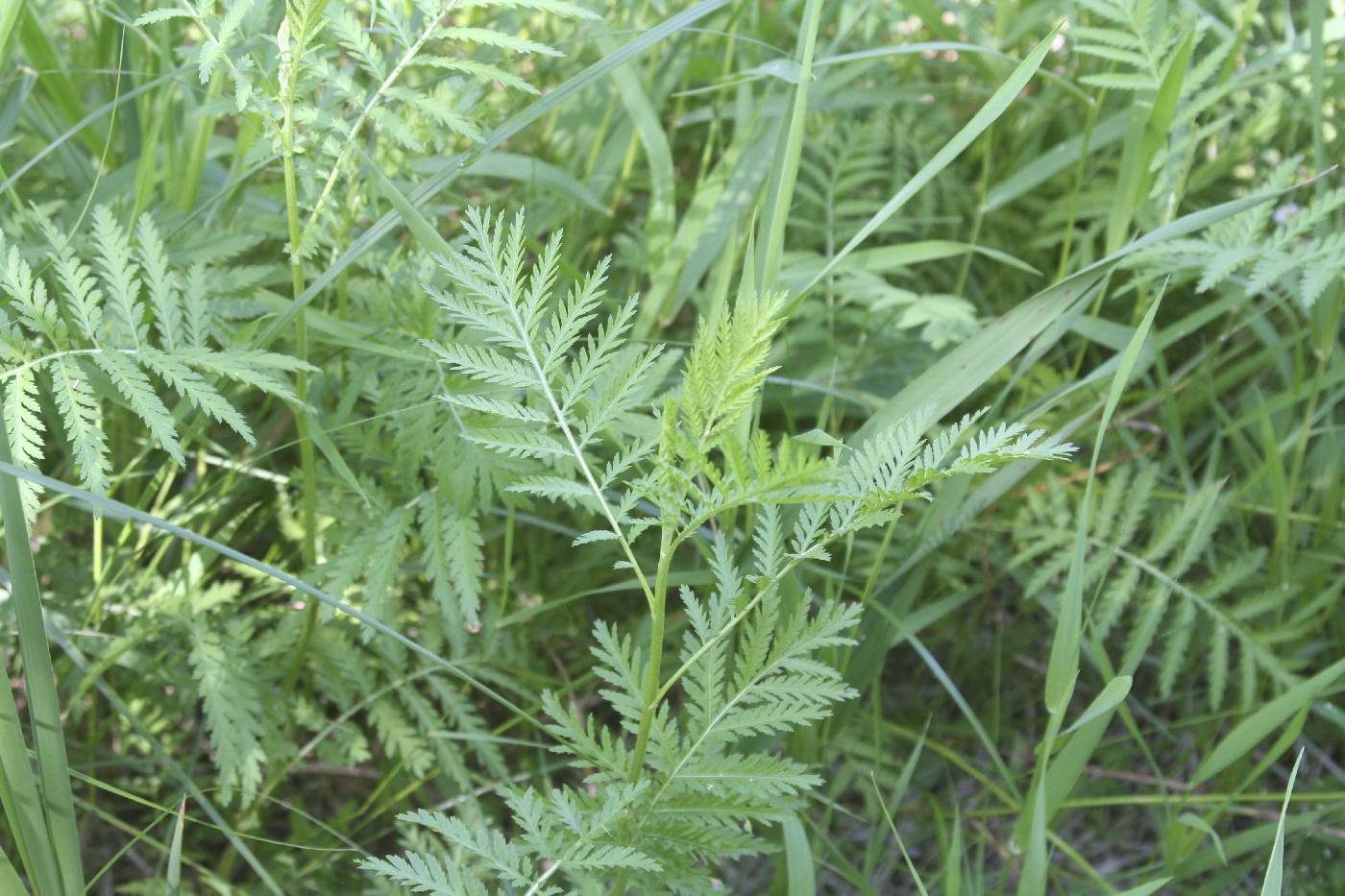 Tanacetum vulgare image