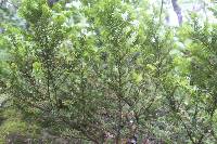 Taxus canadensis image