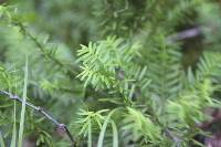 Taxus canadensis image