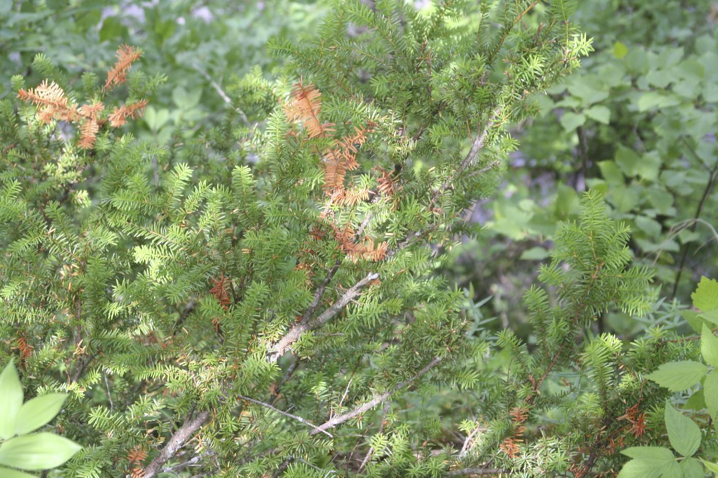 Taxus canadensis image