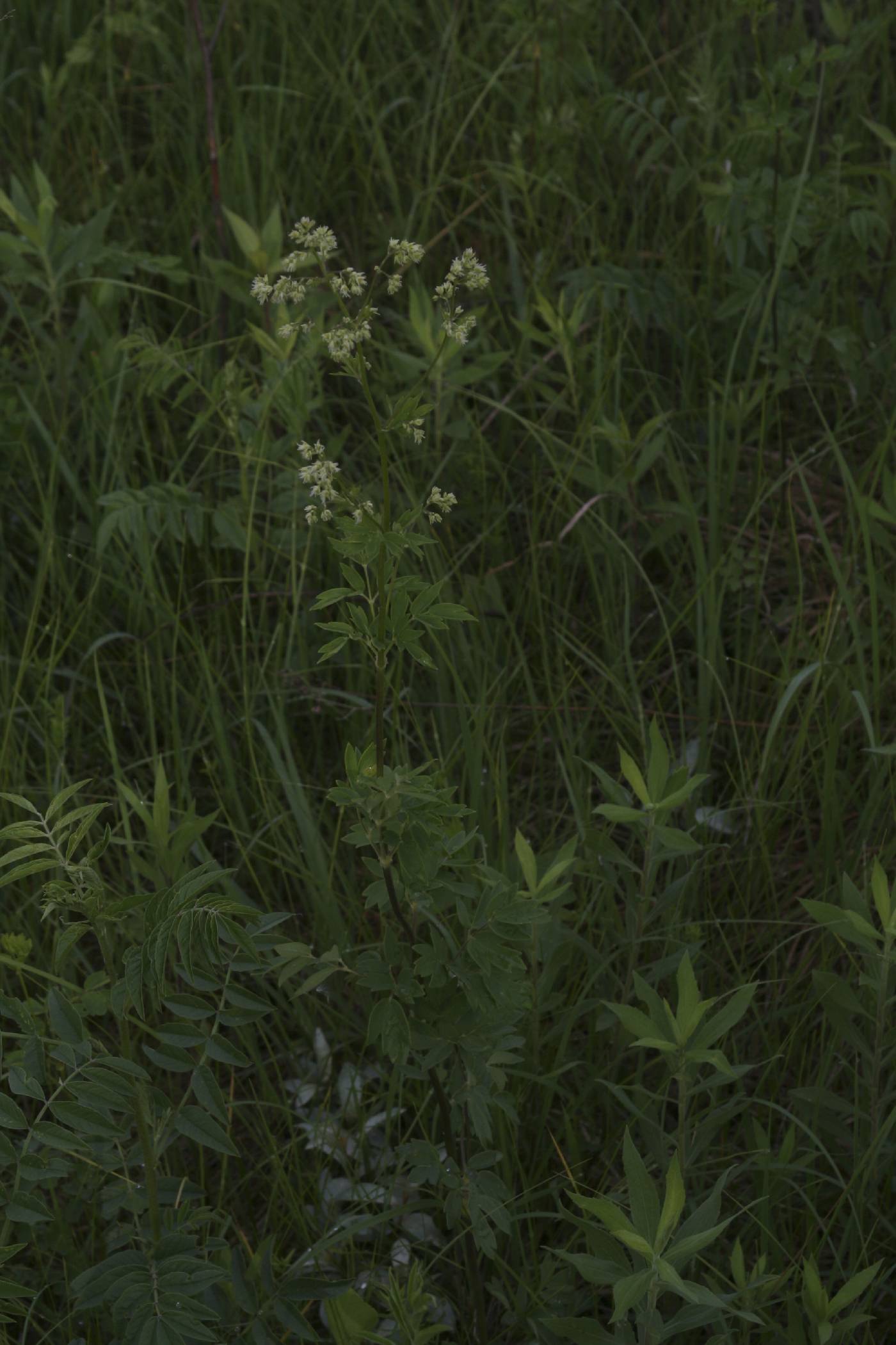 Thalictrum dasycarpum image