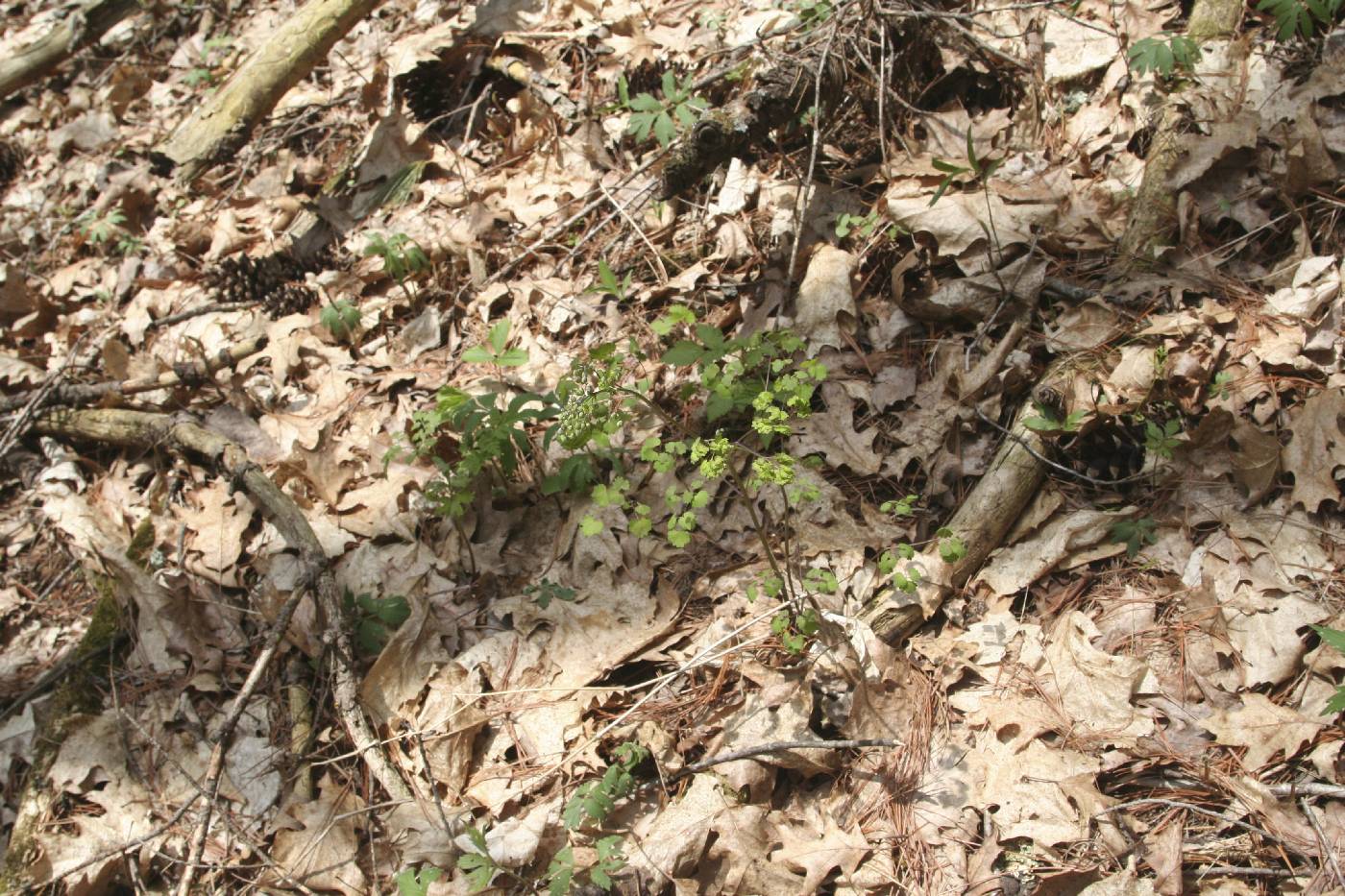 Thalictrum dioicum image