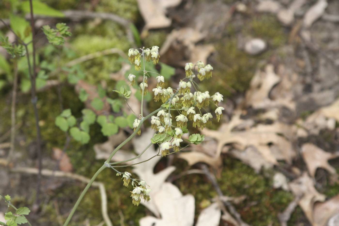 Thalictrum dioicum image