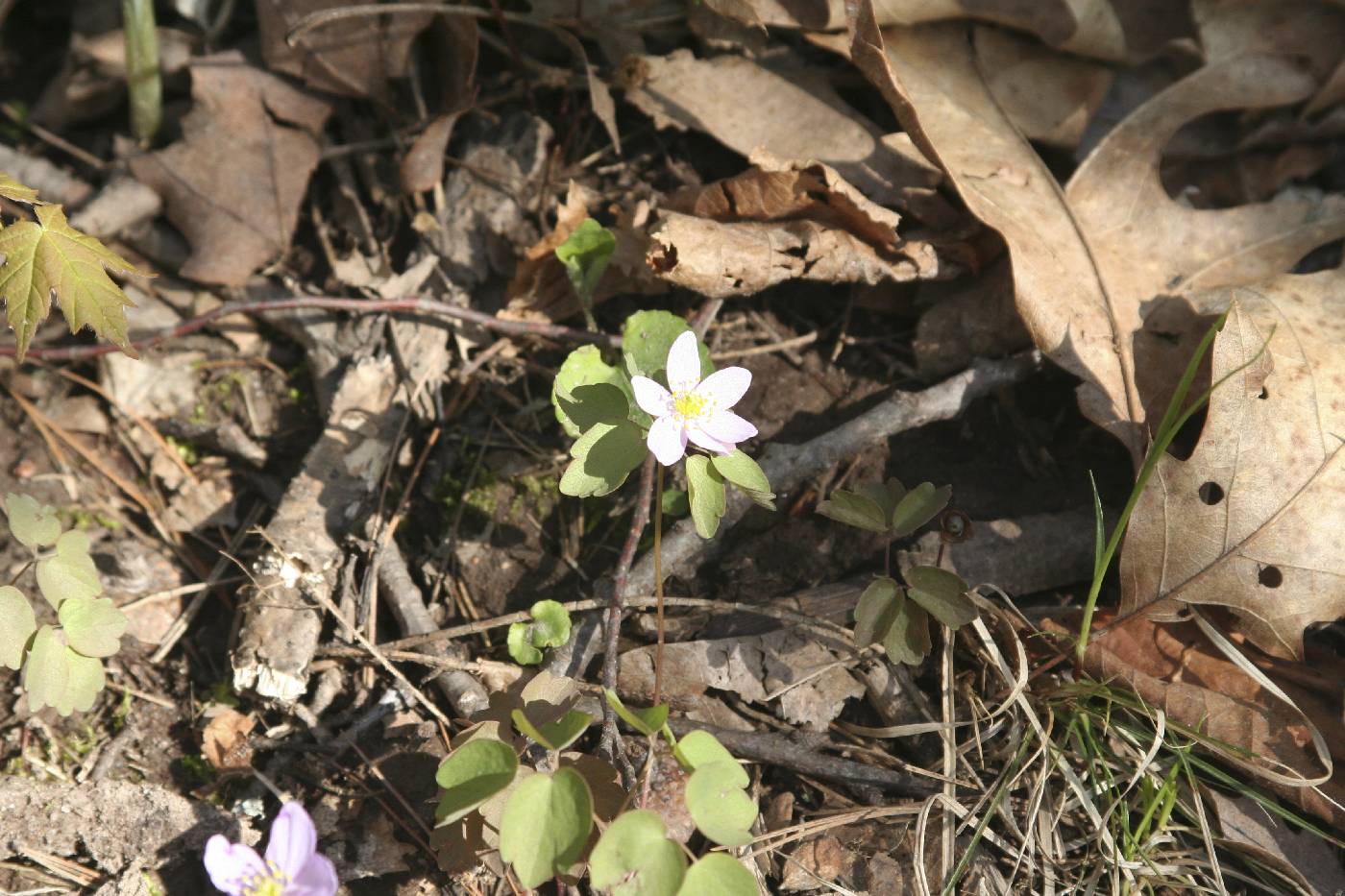 Thalictrum thalictroides image