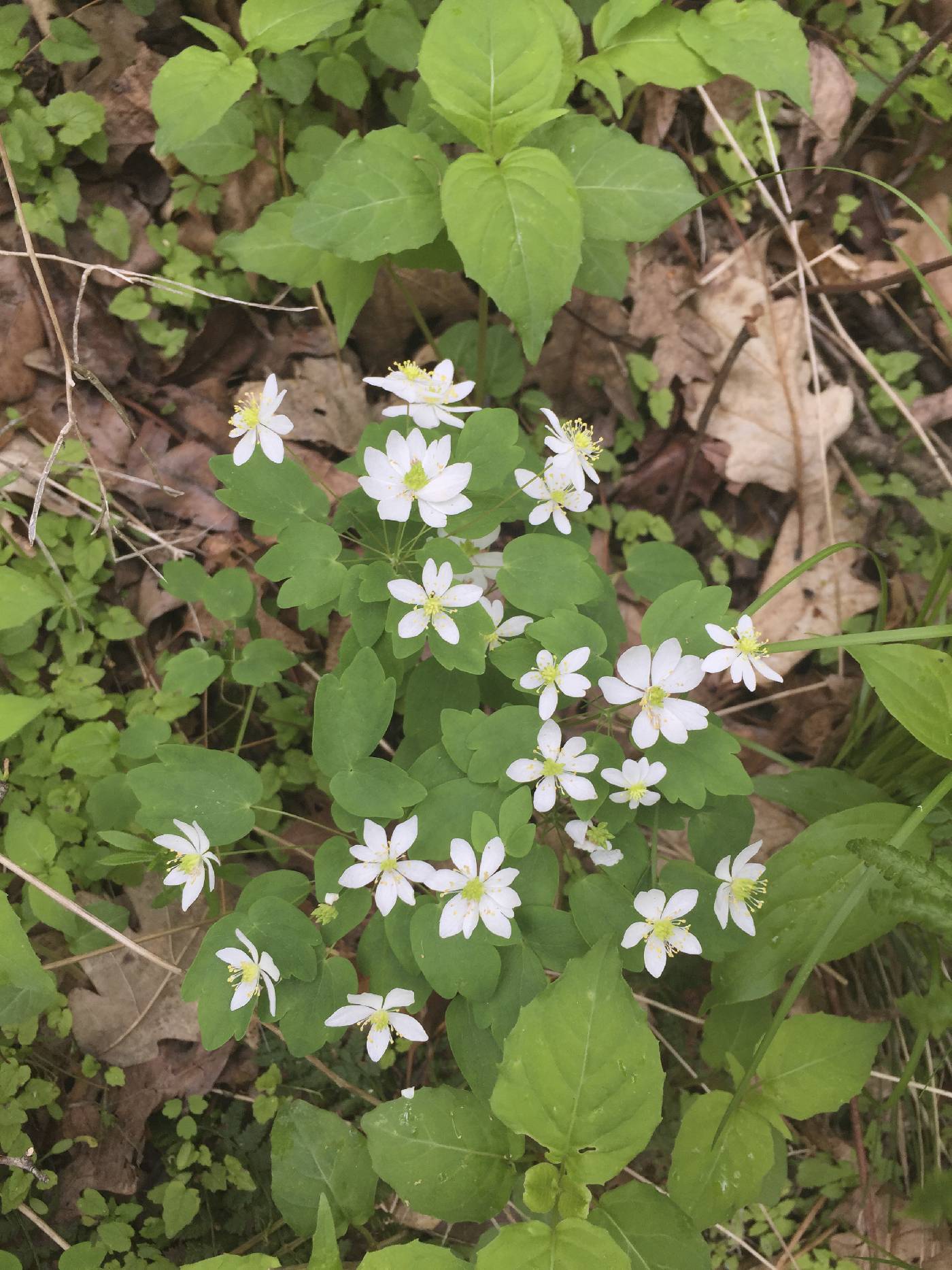 Thalictrum thalictroides image